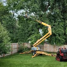 Tree and Shrub Care in Wabasha, MN