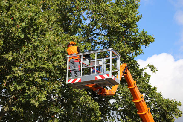 Wabasha, MN  Tree Services Company